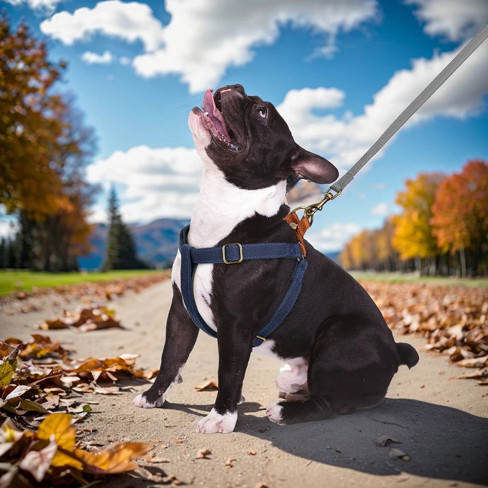 Personalized Dog Harness